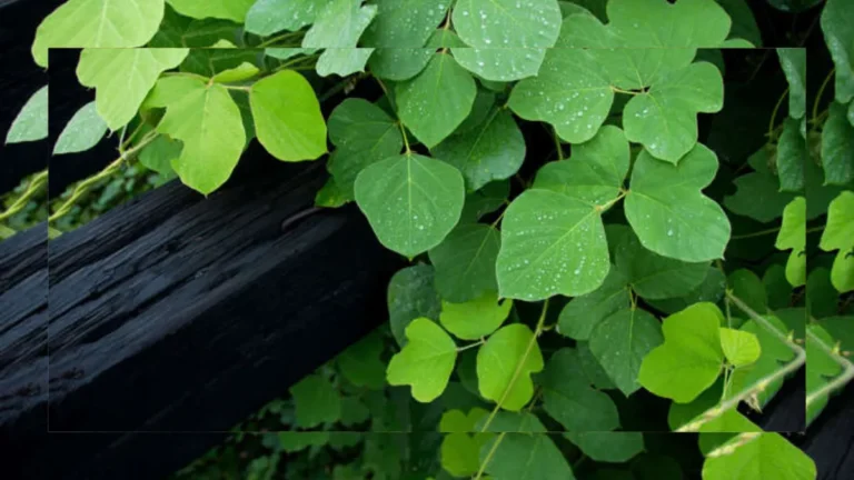 11 Perennials You Should Never Grow in Your Yard, According to Horticulturists